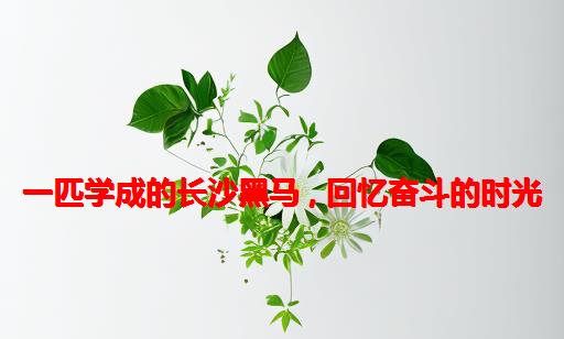 一匹学成的长沙黑马 , 回忆奋斗的时光